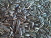 Best Quality sunflower seed for sale
