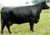 Live Angus Bull for sale