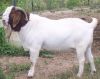 Live Boer Goats, Saanen Goats