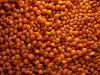Best quality millet for sale with lowest price