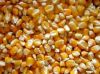 Best quality yellow corn for sale with lowest price