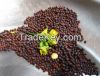 Best price on  Mustard Seed Oil for sale