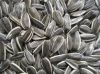 Sunflower Seeds