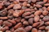 Cocoa Beans For Sales