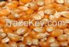Yellow corn for export