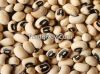 Black eye beans for export