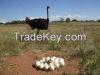 ostrich chicks and eggs