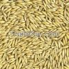 high quality hulled oats with best oats price