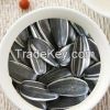 Sunflower Seeds 1121 Round Shape