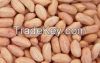 Peanuts in new crop 2015 with high quality