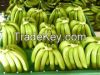 Fresh green Cavendish Banana