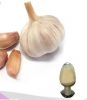 100% Natural Garlic Powder Extract