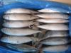 offer Pacific mackerel (scomber japonicus ) 3000mts