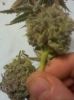 AK47 and other strains for sale
