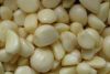 Fresh garlic for cooking and medicinal