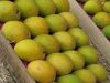 fresh mangoes