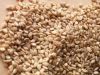 white sesame seeds