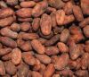 Cocoa beans