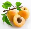 Apricot Kernel And Apricot Kernel Oil