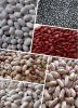 Kidney beans, size 180-200, 200-220, 220-240