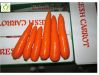 fresh carrots processing factory from china