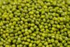 mung bean