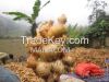 Sell Ginger NewDrop, High quality , Competitive Price