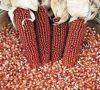 red corn for sale