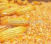 Yellow Corn