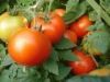 FRESH FARM TOMATOES READY FOR DISTRIBUTION WORLD WIDE