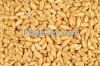 GRADE "A" WHEAT GRAINS FOR SALE