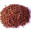 High Quality Red and White Sorghum
