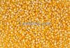 A GRADE YELLOW CORN FOR ANIMAL FEED