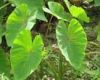 taro dried leaves