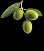 Olive Fruit Extract - Hydroxytyrosol