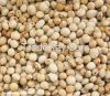 Sell Pigeon Peas