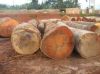 African Padauk wood logs and timber