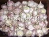 Normal white garlic Garlic