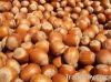 Hazelnuts