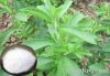 Stevia