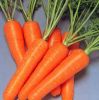 Fresh carrots