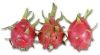 Dragon fresh fruit