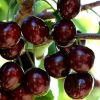 Sell Fresh Cherries