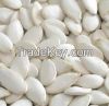 white pumkin seed