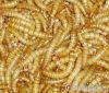 Live Mealworms (tenebrio Molitor)