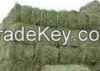 Alfalfa hay for Animal Feed