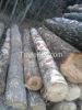 Pine/Spruce/Birch logs for sale