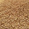 Indian Sesame seeds