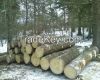 Beech, spruce, pine, ash, fir, oak, acasia, eucalyptus, birch, white wood, european white wood, round logs, sqaure logs