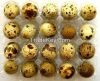 Fresh Quail Eggs